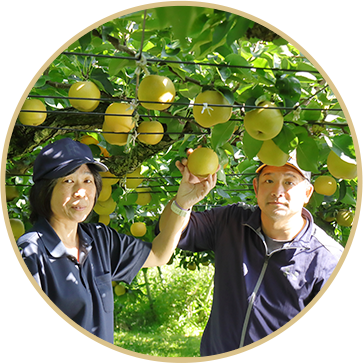 梨農園イメージ